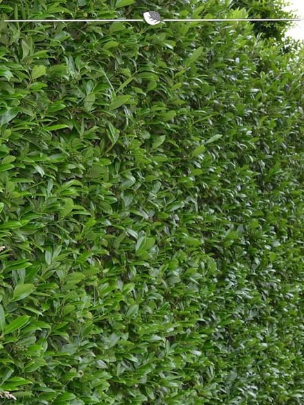 Laurier Prunus Caucasica 100-120 cm, 3x Haagplant