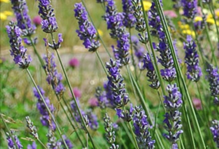 Lavandula int. 'Grosso' - Lavandin, Lavendel In pot 2 liter