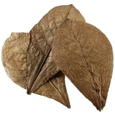 Hobby Nano catappa bladeren | 12 stuks | normaal of groot formaat Groot