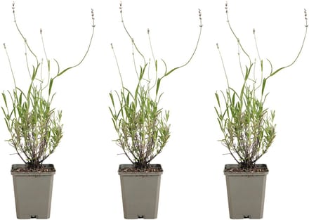 Bloomique - Set van 3 - Lavandula Munstead - Echte Lavendel - Winterhard - Geurend - Vaste Plant - 10-20cm Hoog - Pot 9cm