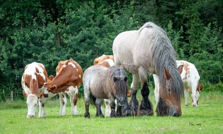 Trekpaarden TW16 - Canvas - Ton van der Weerden - 70 x 100 cm