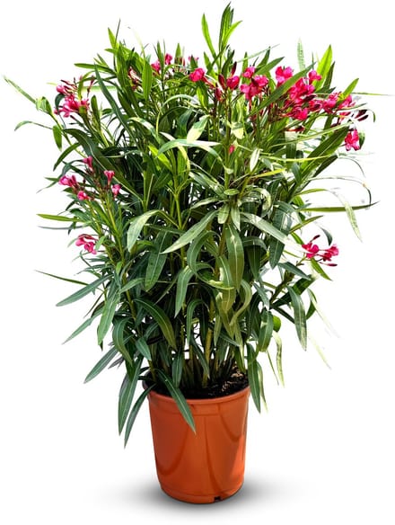 Sunny Tree - Plant - Oleander- Nerium Oleander - Hoogte 80-100 cm - Kleur Rood - Buitenplant