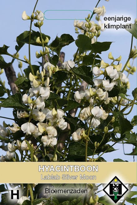 Van Hemert - Hyacintboon Lablab purpureus 'Silver Moon'