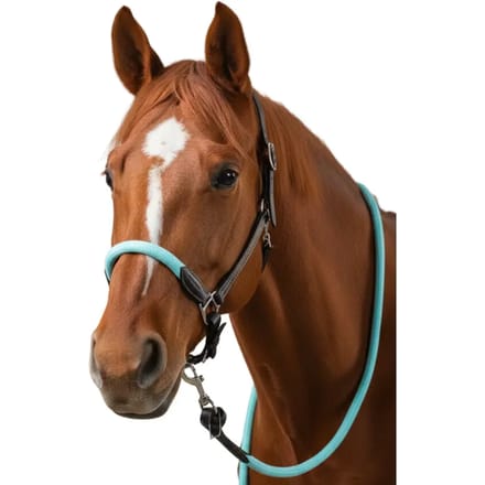 Leren halster voor paarden Flags&Cup