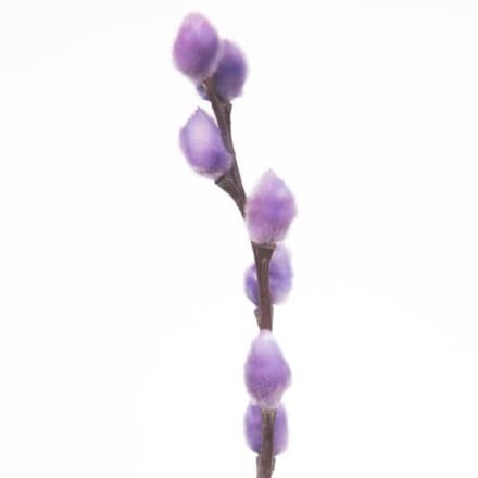 50x Tk salix katjes milka 70cm