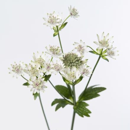 50x Astrantia billion stars 60cm