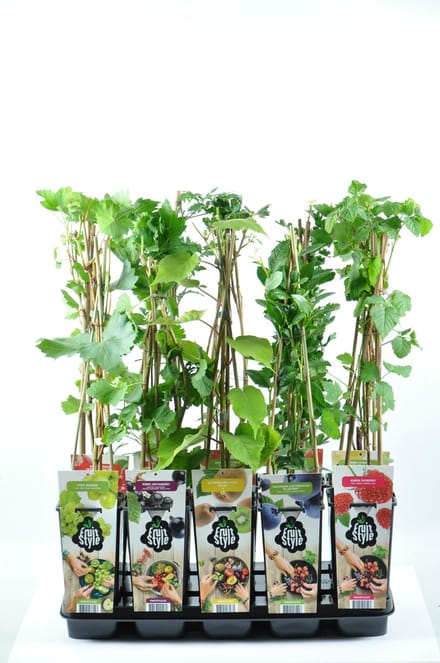 Fruitplanten mix - set van 5 verschillende soorten fruit - hoogte 30-40 cm