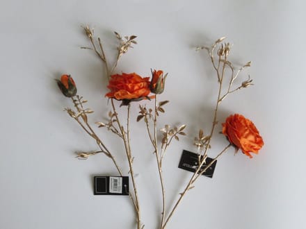 Rosa S oranje