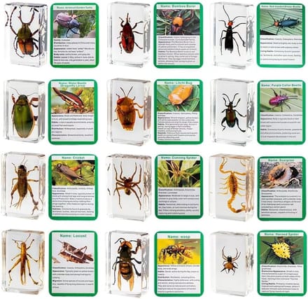 Hars Insecten - Echte Specimens - Educatief Decor - 20 Verschillende Stukken - 3.3 x 2.8 cm - Transparant