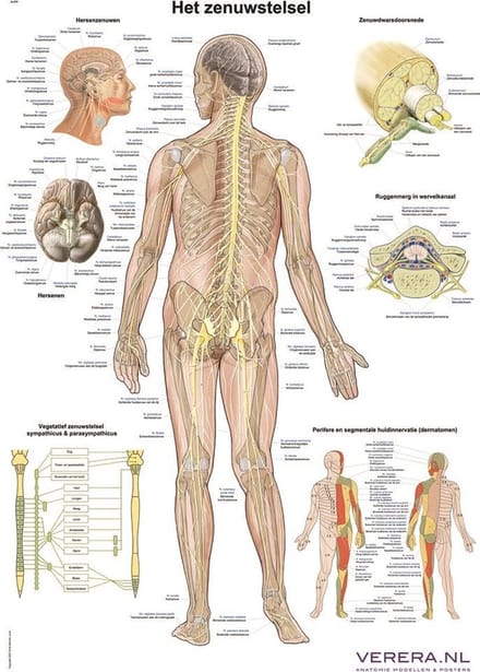 Anatomie poster zenuwstelsel (Nederlands/Latijn, papier, 50x70 cm)