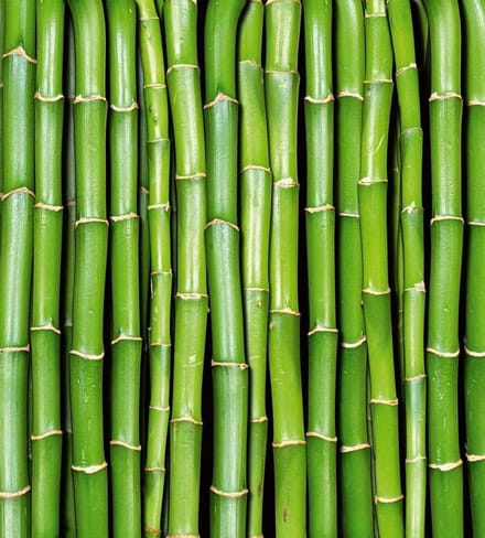 Fotobehang - Bamboo 225x250cm - Vliesbehang