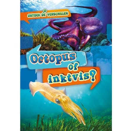Octopus Of Inktvis? - Ontdek De Verschillen - Christina Leaf
