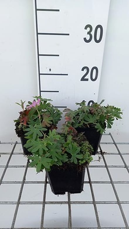 6x Ooievaarsbek - Geranium sang. 'Ankum's Pride' | 9x9 cm pot