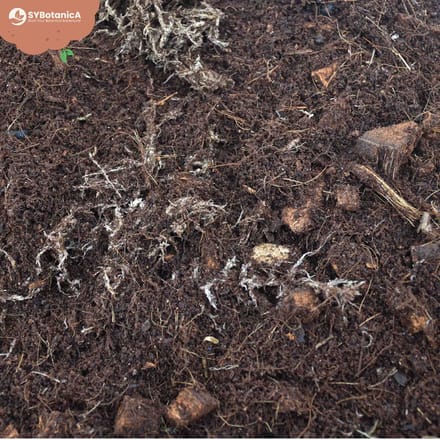 SYBASoil Terrarium mix 5L - Turfvrije Potgrond Mix - ABG Mix