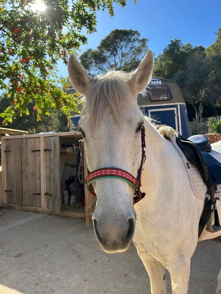 Sweet Mae Paardenhalster - Cob