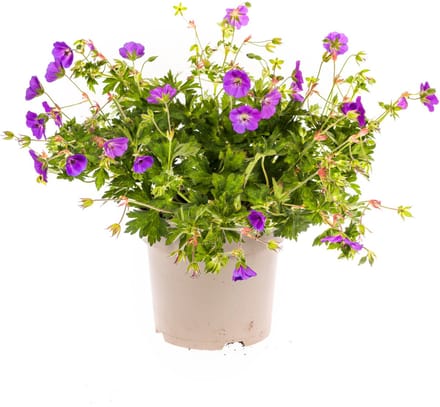 Langbloeiende Geranium - Paarse Geranium Rozanne Ø19cm - 20 - 30 cm