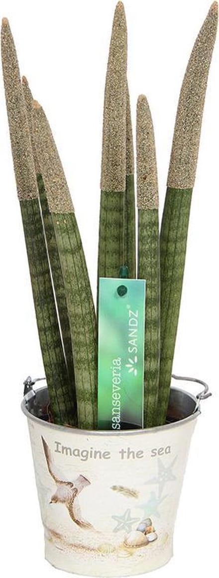 Sansevieria TOP-Line 8,5cm Sandz® Bruin in Tinnen Emmer