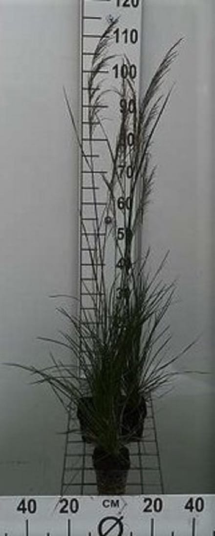 6x Ruwe smele - Deschampsia cesp. 'Bronzeschleier' | 9x9 cm pot