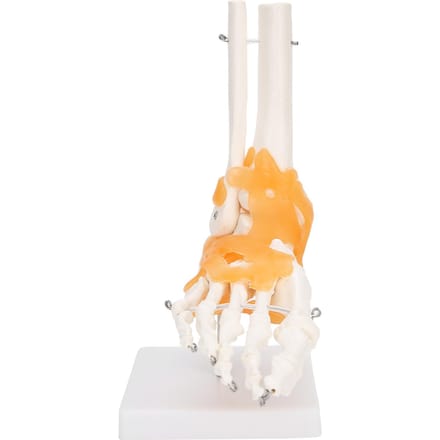 1:1 Menselijke Voet Enkel Bot Skelet Structuur Model Voetgewricht Model met Ligamenten white