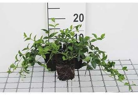 12x Kleine Maagdenpalm - Vinca minor | 9x9 cm pot