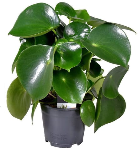 JUNAVERA Peperomia polybotrya Raindrop - Terrariumplant 15 cm pot, circa 25 cm hoog