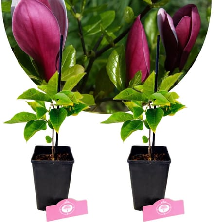 Set van 2 Magnolia liliiflora 'Nigra' – Hoogte 25cm – 11cm pot
