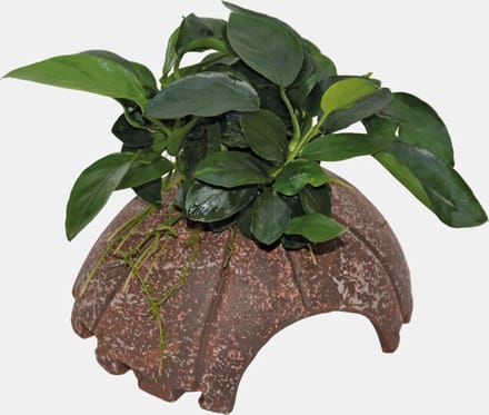 Aquafleur Deco Coconut Anubias Waterplant