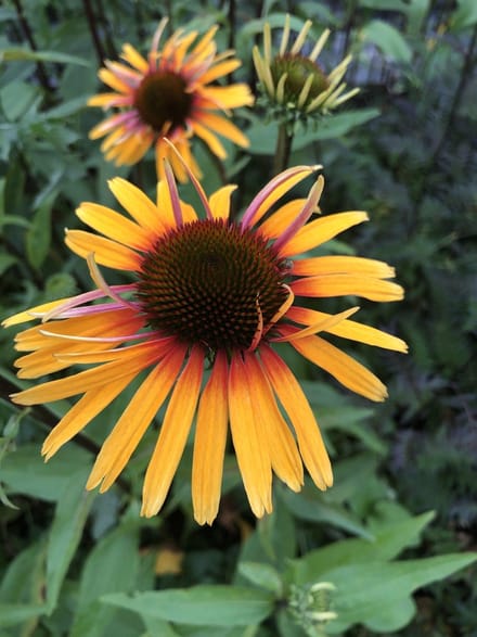 6 x Echinacea 'Funky Yellow' - Zonnehoed - P9 Pot (9 x 9cm) - Dima Vaste Planten