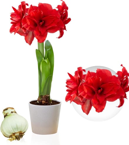 Amaryllis Bol - Double Red - Bloembollen - 1 stuk - Rood - Bloem bollen