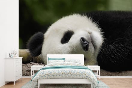 Behang - Fotobehang Panda - Beren - China - Breedte 330 cm x hoogte 220 cm
