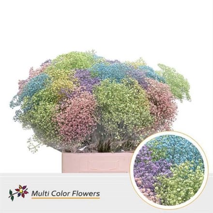 25x Gipskruid m.stars pastel mix 70cm