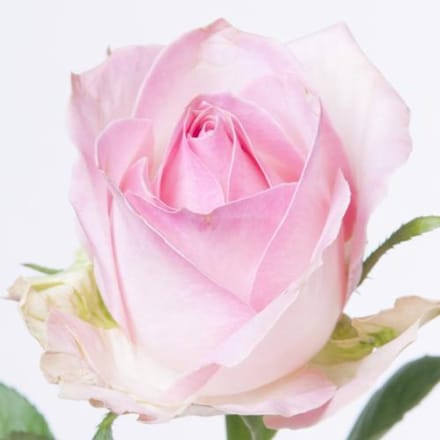 20x Rosa avalanche sorbet+ 60cm