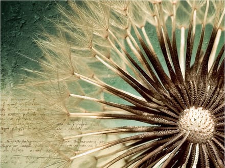 Fotobehang - Focus on dandelion.
