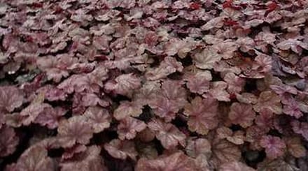 6x Damastbloem - Heuchera hybr. 'Beaujolais' | 9x9 cm pot