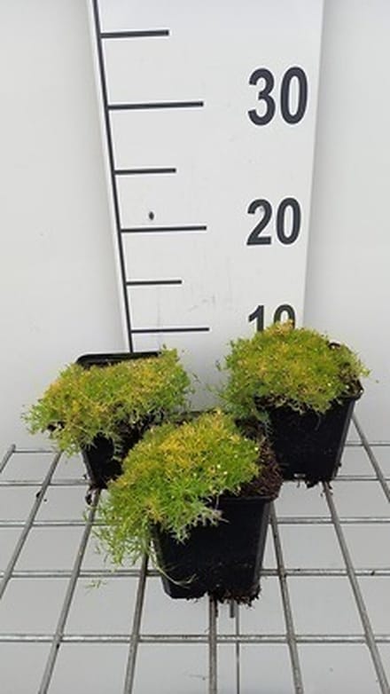 6x Struiksalie - Sagina sub 'Lime Moss' | 9x9 cm pot