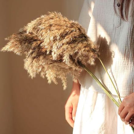 Pampas pluimen | 10 stuks | Cortaderia | 75cm | Droogbloemen