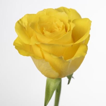 20x Rosa goldfinch 60cm