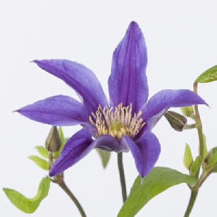 10x Clematis amazing oslo 60cm