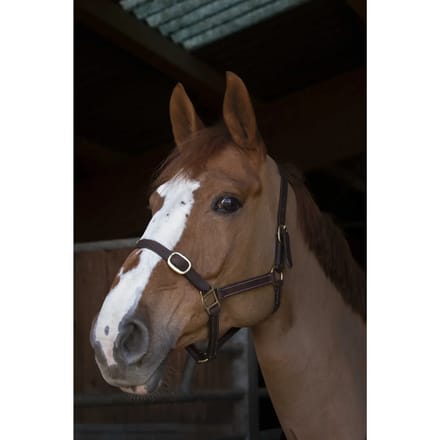 Halster voor paarden Norton Club Cuir