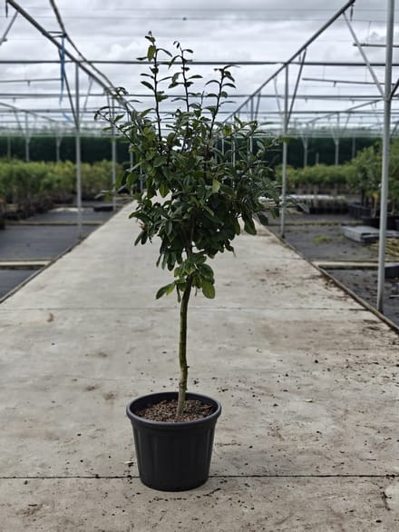 Mespilus germanicus 'Notthingham' - Oude Mispelboom - Onderstam Kwee A - 45L pot - ca. 2m