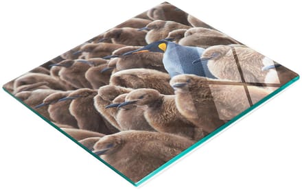 Decoratieve glazen snij- en serveerplank met pinguïns, 60x52 cm