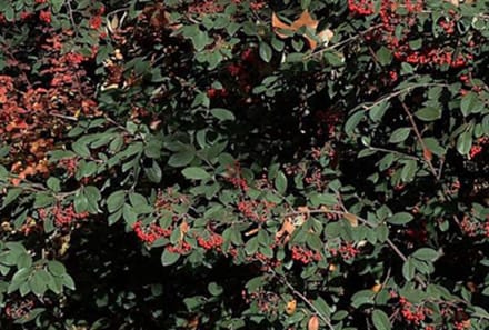 Cotoneaster lacteus - Grootbladige Glasmispel 40 - 60 cm in pot