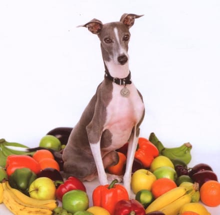 Shellac - Excellent Italian Greyhound (CD)