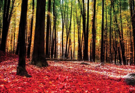 Fotobehang Forest Woods | XL - 208cm x 146cm | 130g/m2 Vlies
