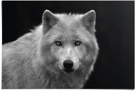 Poster White Wolf - blue eyes - 61 x 91,5 - Papier - REINDERS