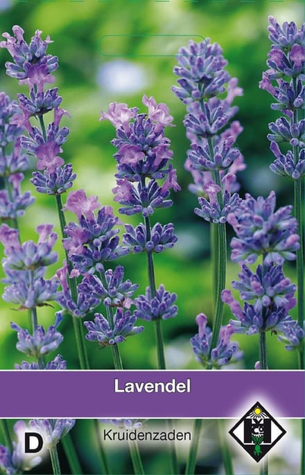2 stuks Lavendel LavandulaVan Hemert & Co