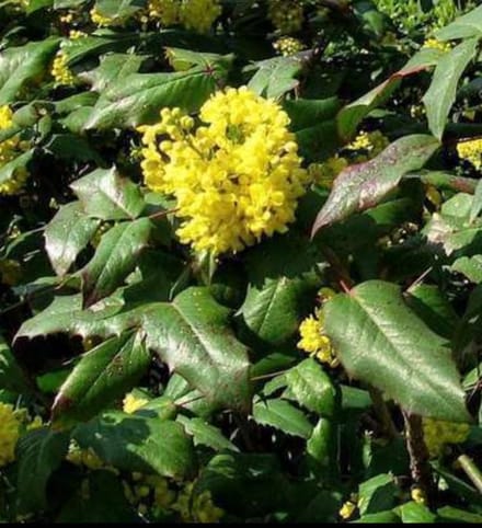 Mahonia aquifolium - Druifstruik, Mahoniestruik, Hulstberberis 40- 60 cm in pot