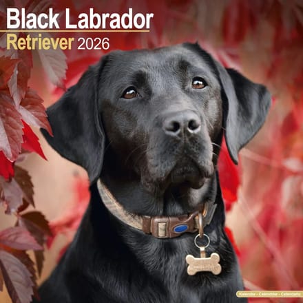 Labrador Retriever Zwart Kalender 2026