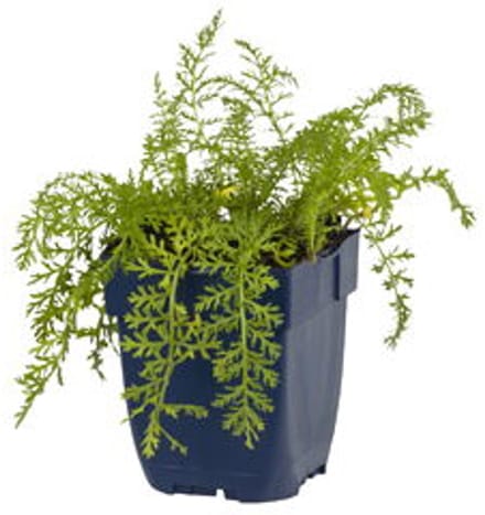 Griffioen - Achillea mill. 'Paprika'