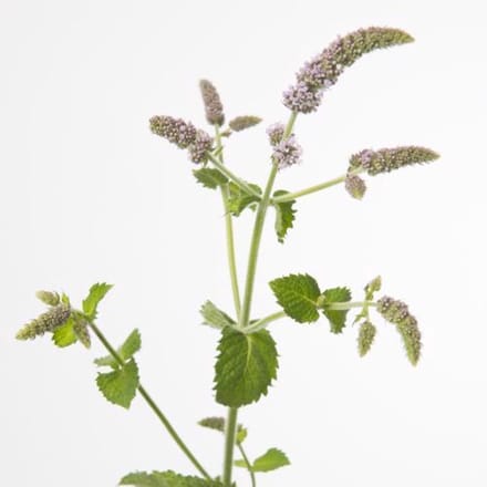 20x Mentha jocka 70cm